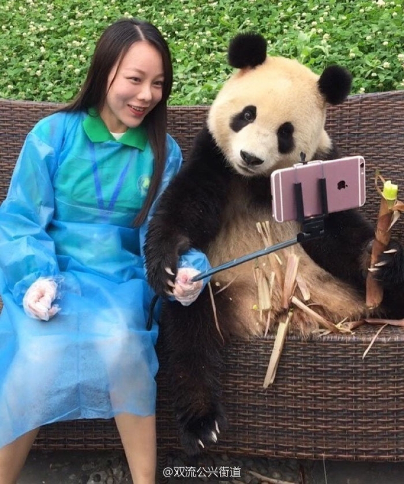 A panda that will beat anyone in terms of selfies A panda that will beat anyone in terms of selfies