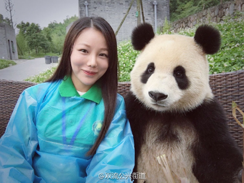 A panda that will beat anyone in terms of selfies A panda that will beat anyone in terms of selfies