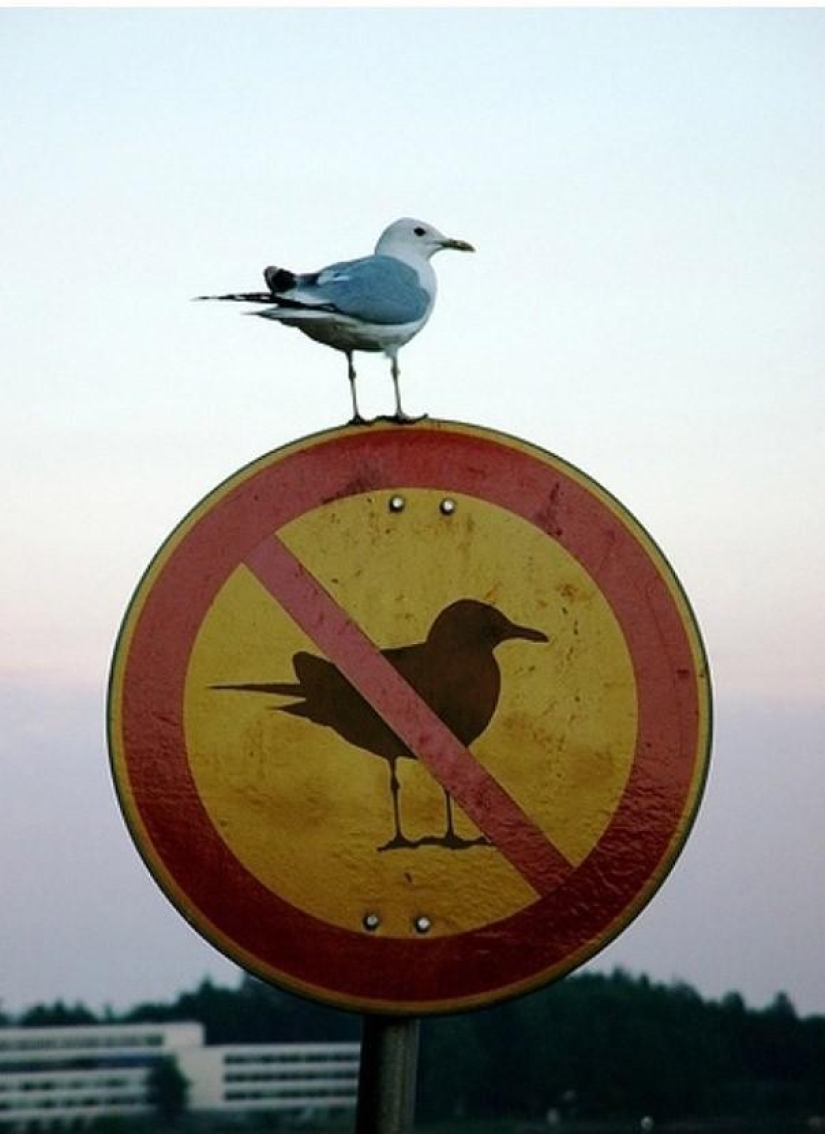 A post for those who at least once in their life violated stupid rules