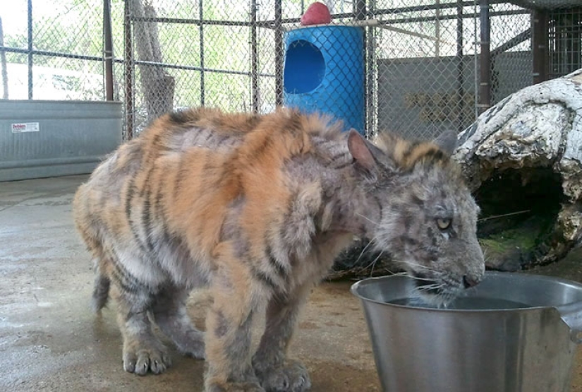 A sick circus tiger cub, weighing four times less than the prescribed weight, miraculously recovered A sick circus tiger cub, weighing four times less than the prescribed weight, miraculously recovered