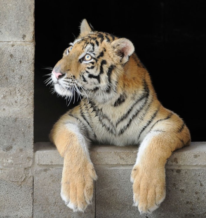 A sick circus tiger cub, weighing four times less than the prescribed weight, miraculously recovered A sick circus tiger cub, weighing four times less than the prescribed weight, miraculously recovered