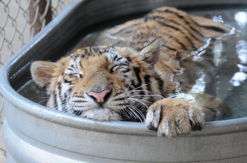 A sick circus tiger cub, weighing four times less than the prescribed weight, miraculously recovered A sick circus tiger cub, weighing four times less than the prescribed weight, miraculously recovered