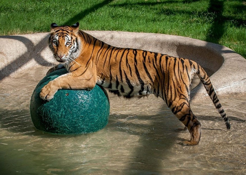 A sick circus tiger cub, weighing four times less than the prescribed weight, miraculously recovered A sick circus tiger cub, weighing four times less than the prescribed weight, miraculously recovered