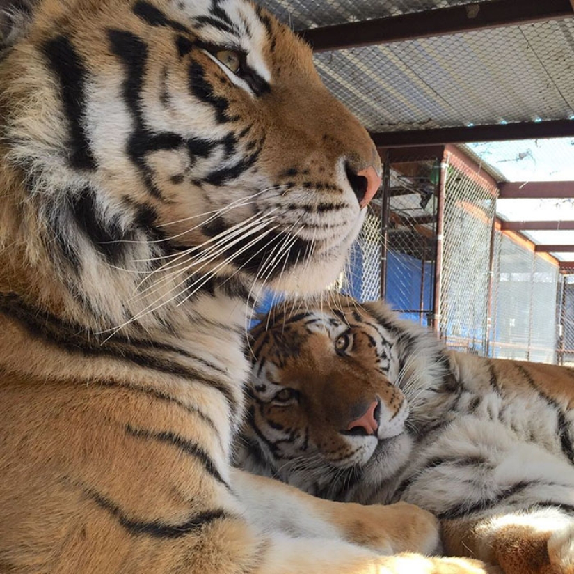 A sick circus tiger cub, weighing four times less than the prescribed weight, miraculously recovered A sick circus tiger cub, weighing four times less than the prescribed weight, miraculously recovered