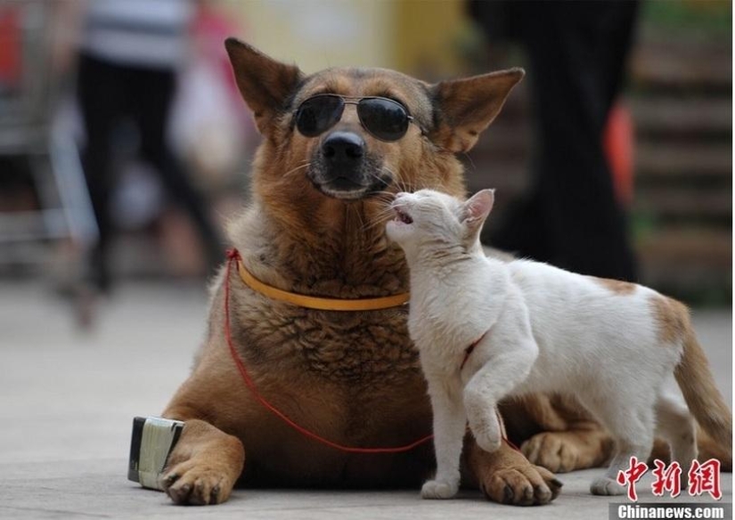 A strange couple on the street: a dog and a cat together
