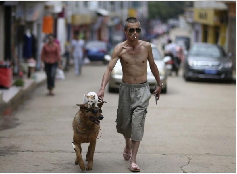 A strange couple on the street: a dog and a cat together
