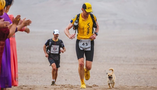 A stray dog ran 40 km after an athlete during a marathon and found a new owner