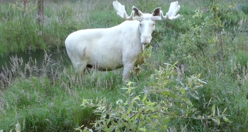 A Swedish researcher has captured an extremely rare white moose, which he has been looking for for three years A Swedish researcher has captured an extremely rare white moose, which he has been looking for for three years