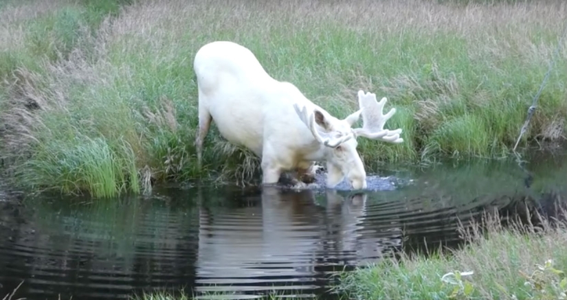 A Swedish researcher has captured an extremely rare white moose, which he has been looking for for three years A Swedish researcher has captured an extremely rare white moose, which he has been looking for for three years
