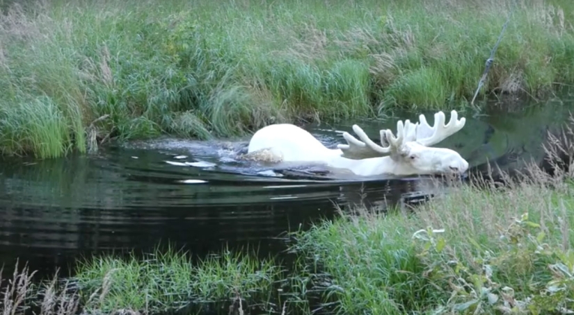 A Swedish researcher has captured an extremely rare white moose, which he has been looking for for three years A Swedish researcher has captured an extremely rare white moose, which he has been looking for for three years