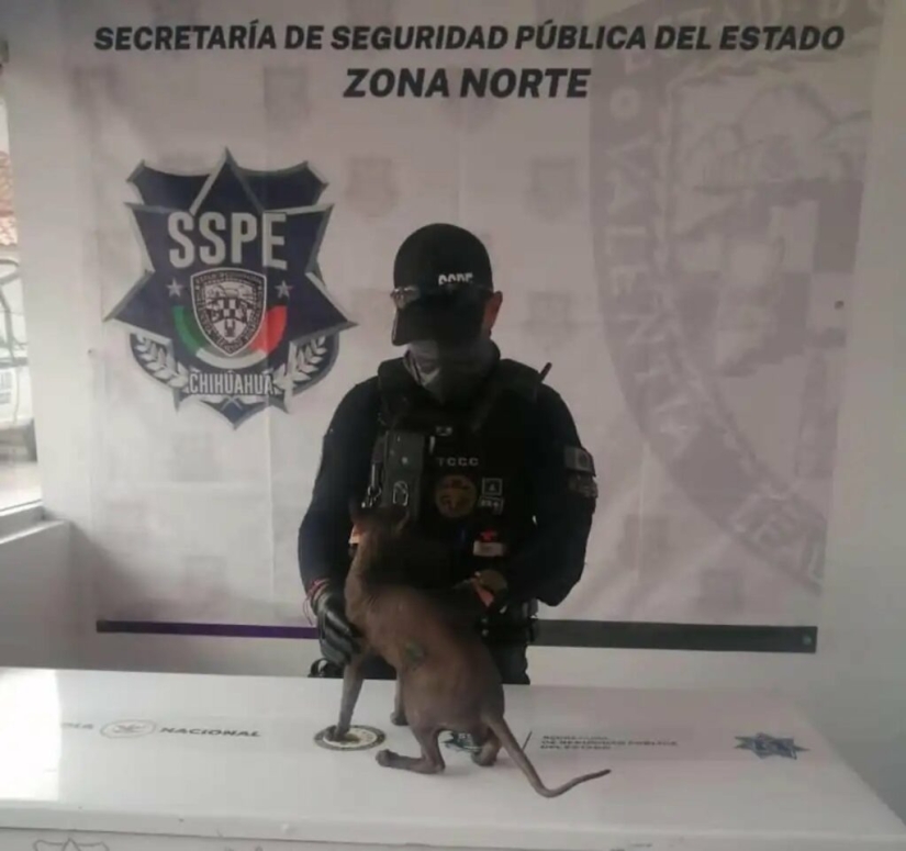 A tattooed cat has been released from a Mexican prison A tattooed cat has been released from a Mexican prison