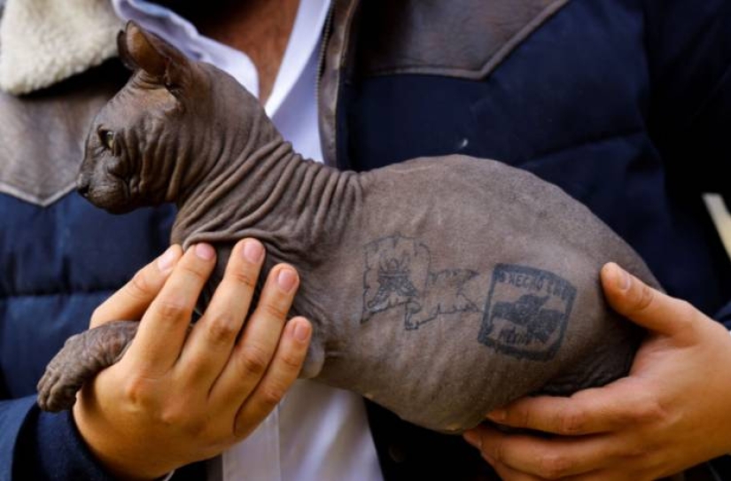 A tattooed cat has been released from a Mexican prison A tattooed cat has been released from a Mexican prison