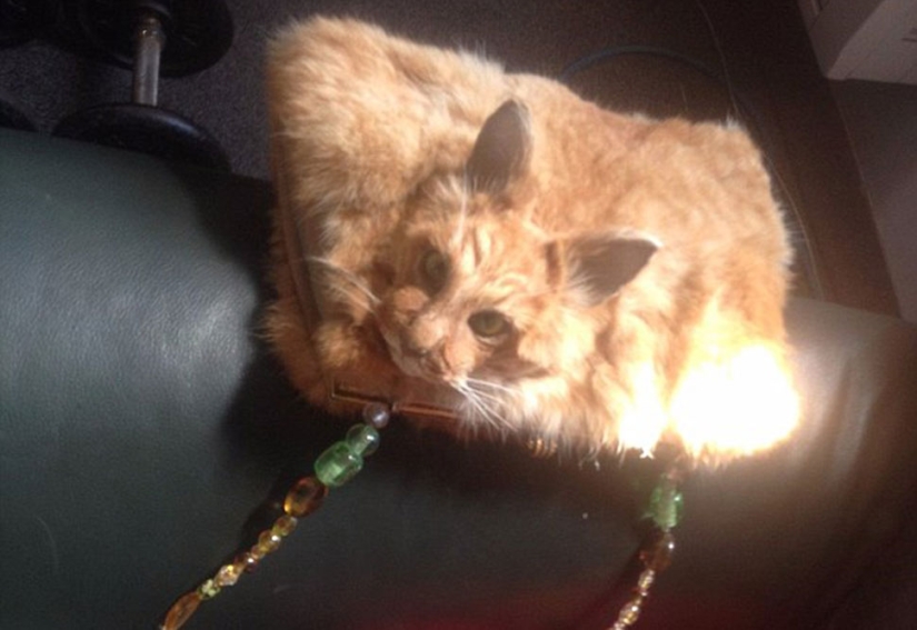 A taxidermist from New Zealand provoked a scandal by auctioning a handbag made of a cat