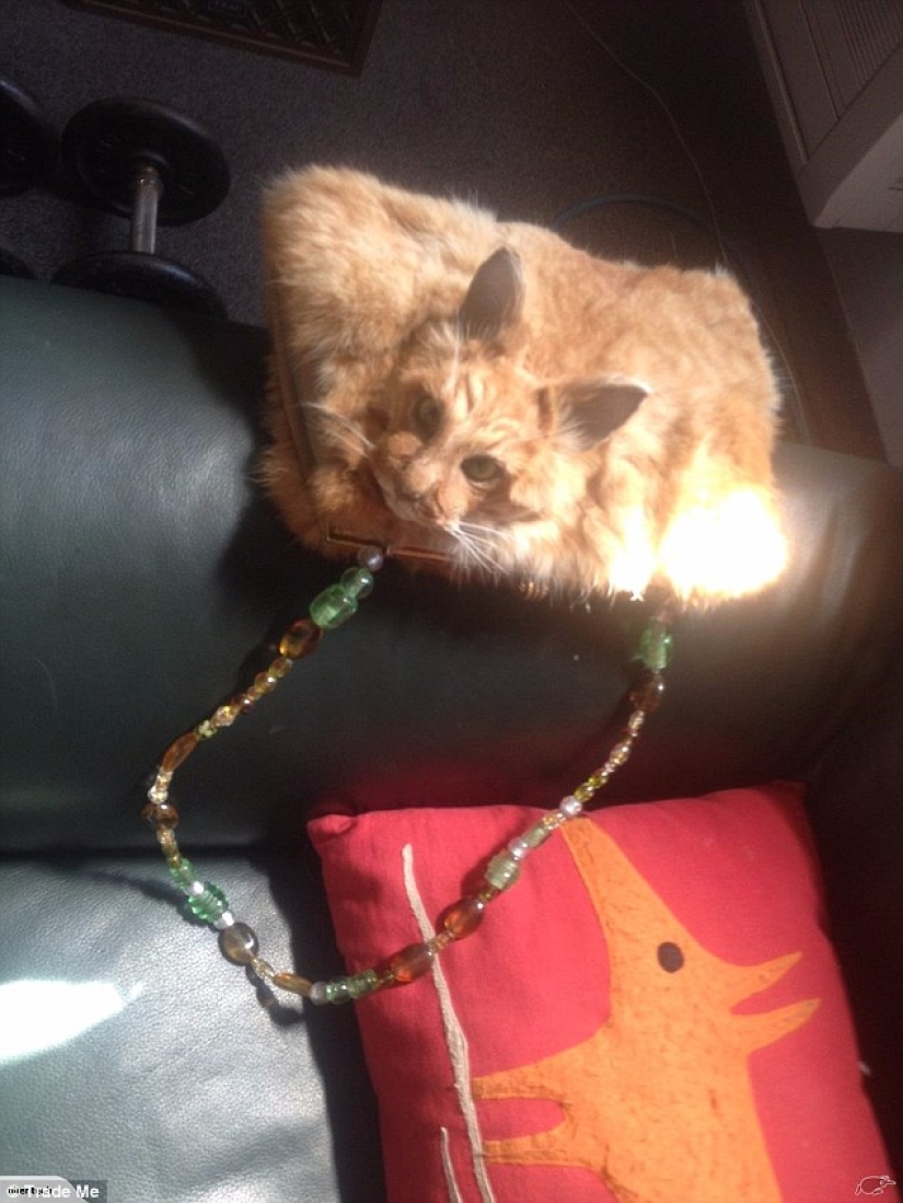 A taxidermist from New Zealand provoked a scandal by auctioning a handbag made of a cat A taxidermist from New Zealand provoked a scandal by auctioning a handbag made of a cat