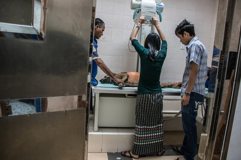 A touching story about a girl who saves stray dogs A touching story about a girl who saves stray dogs