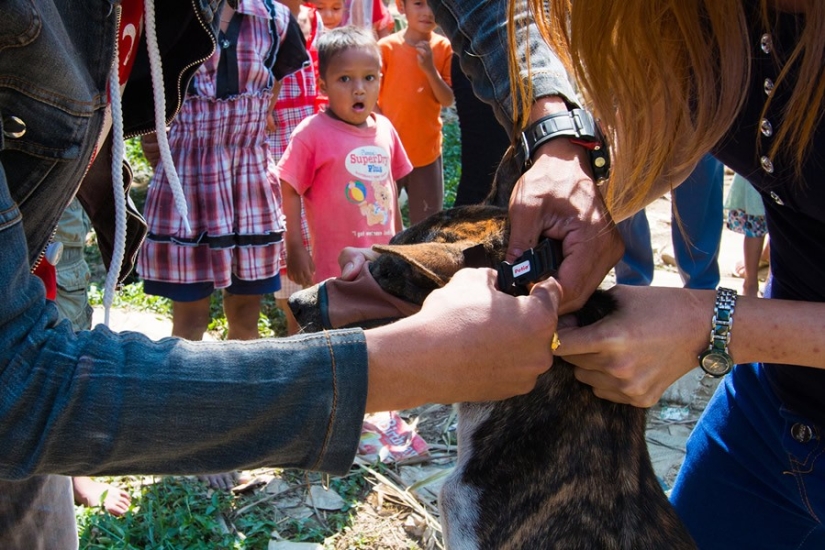 A touching story about a girl who saves stray dogs A touching story about a girl who saves stray dogs