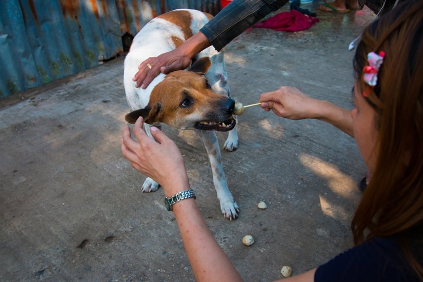A touching story about a girl who saves stray dogs A touching story about a girl who saves stray dogs
