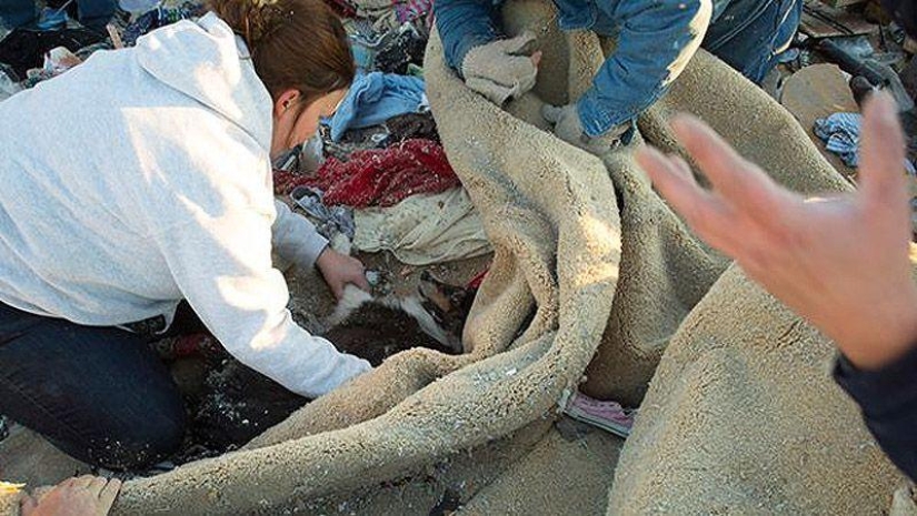 A touching story: Beloved pet was found under the rubble of the house