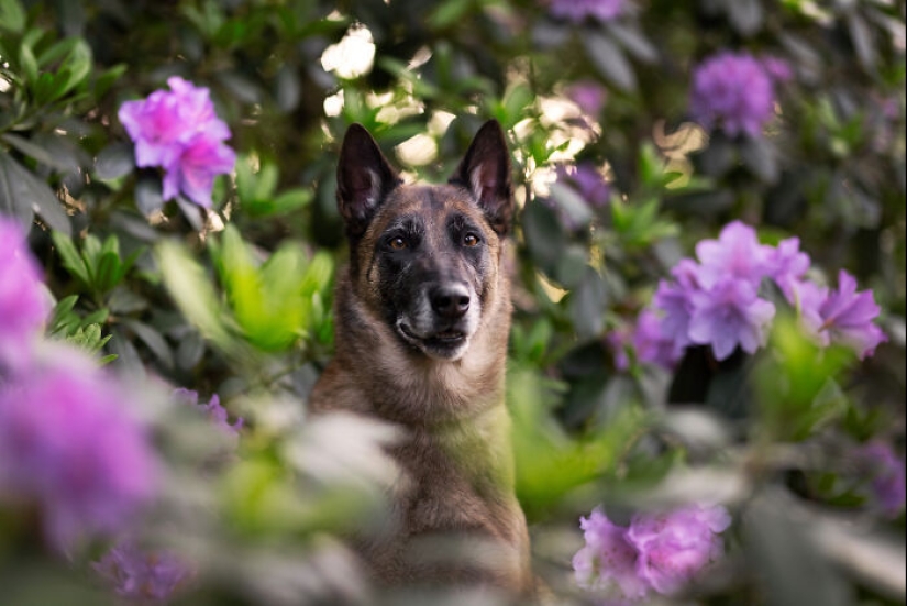 A través de la lente de un amante de los perros: 15 de mis fotografías favoritas que tomé A través de la lente de un amante de los perros: 15 de mis fotografías favoritas que tomé