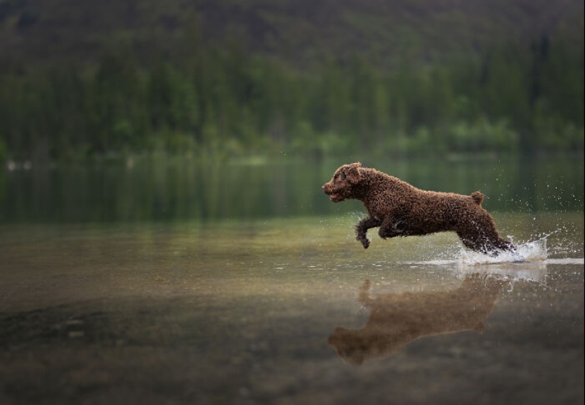 A través de la lente de un amante de los perros: 15 de mis fotografías favoritas que tomé A través de la lente de un amante de los perros: 15 de mis fotografías favoritas que tomé