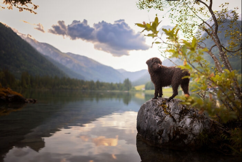 A través de la lente de un amante de los perros: 15 de mis fotografías favoritas que tomé A través de la lente de un amante de los perros: 15 de mis fotografías favoritas que tomé
