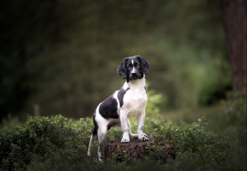 A través de la lente de un amante de los perros: 15 de mis fotografías favoritas que tomé A través de la lente de un amante de los perros: 15 de mis fotografías favoritas que tomé