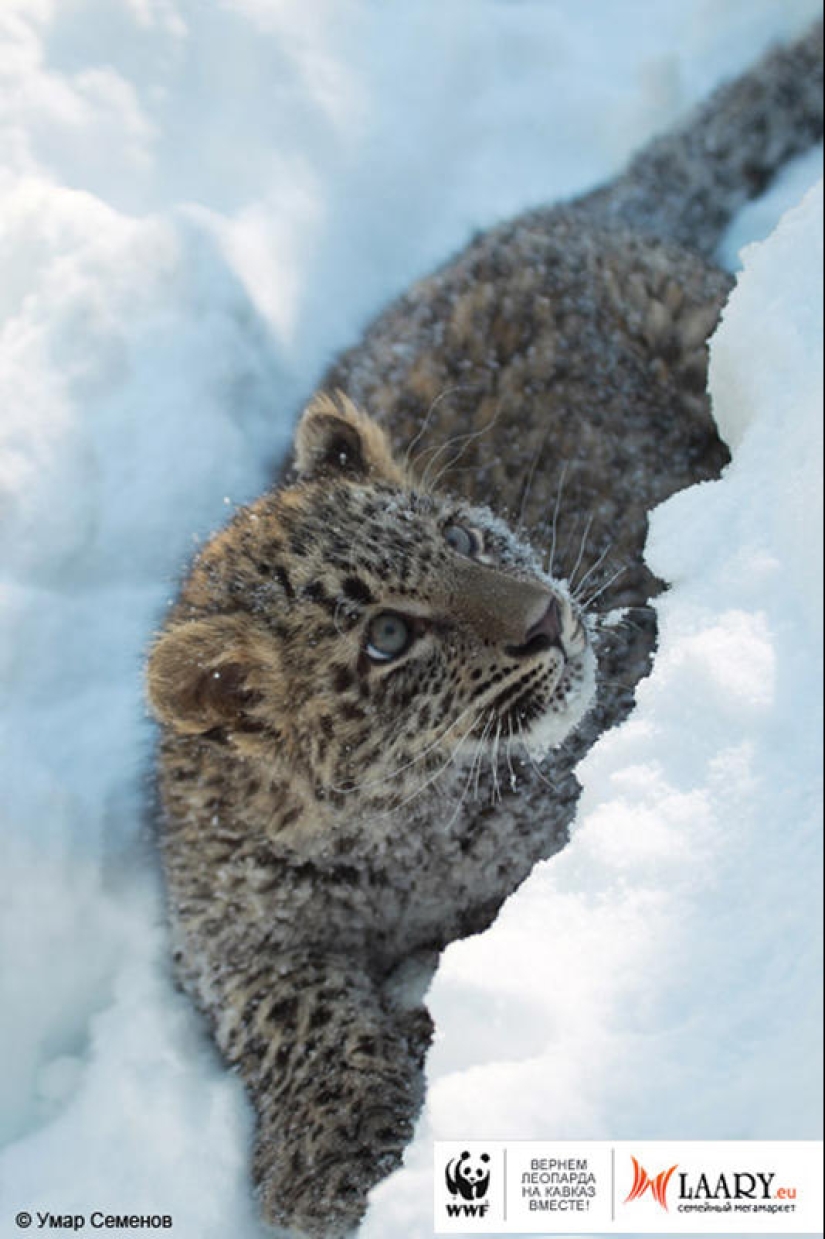 A unique representative of an endangered species A unique representative of an endangered species