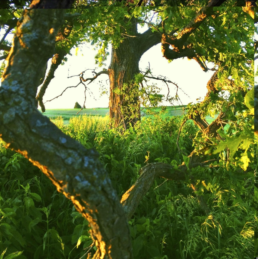 A year in the life of a tree