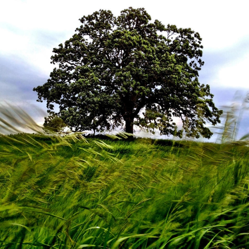 A year in the life of a tree