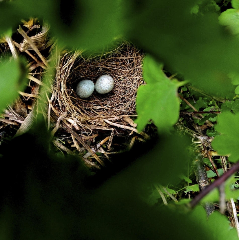 A year in the life of a tree