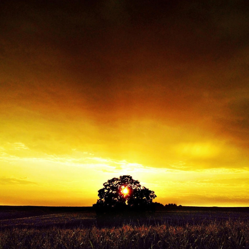 A year in the life of a tree