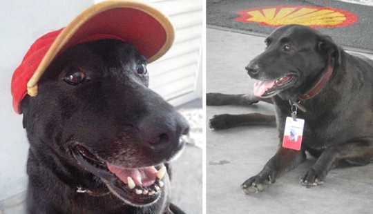 Abandonado en la gasolinera, el perro consiguió un trabajo y el amor de los nuevos dueños Abandonado en la gasolinera, el perro consiguió un trabajo y el amor de los nuevos dueños