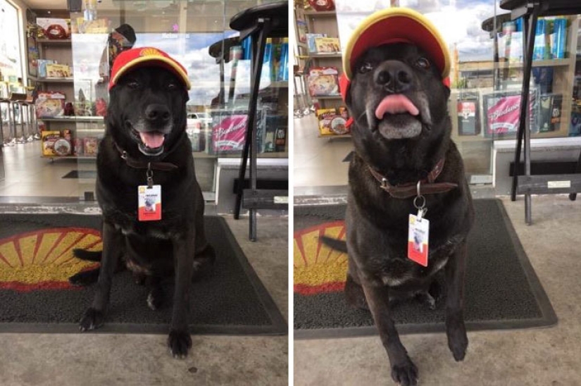Abandoned at the gas station, the dog got a job and the love of new owners Abandoned at the gas station, the dog got a job and the love of new owners