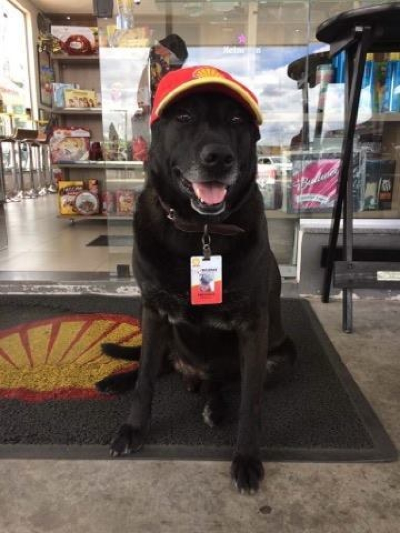 Abandoned at the gas station, the dog got a job and the love of new owners Abandoned at the gas station, the dog got a job and the love of new owners