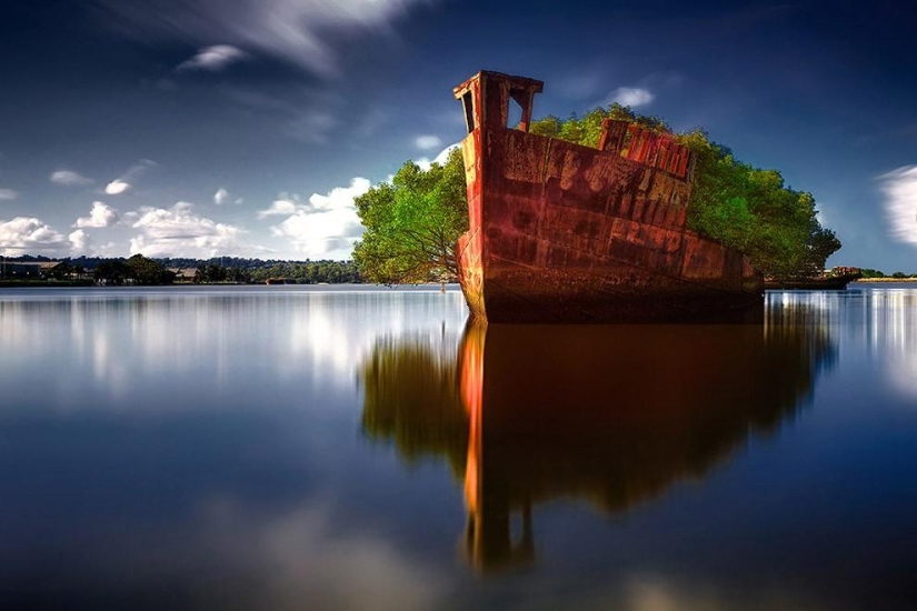 Abandoned ship SS Ayrfield - floating mangrove forest Abandoned ship SS Ayrfield - floating mangrove forest