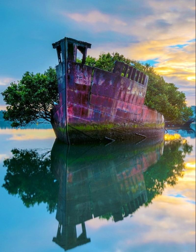 Abandoned ship SS Ayrfield - floating mangrove forest Abandoned ship SS Ayrfield - floating mangrove forest