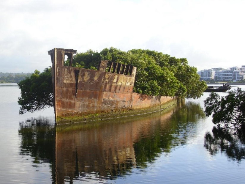Abandoned ship SS Ayrfield - floating mangrove forest Abandoned ship SS Ayrfield - floating mangrove forest