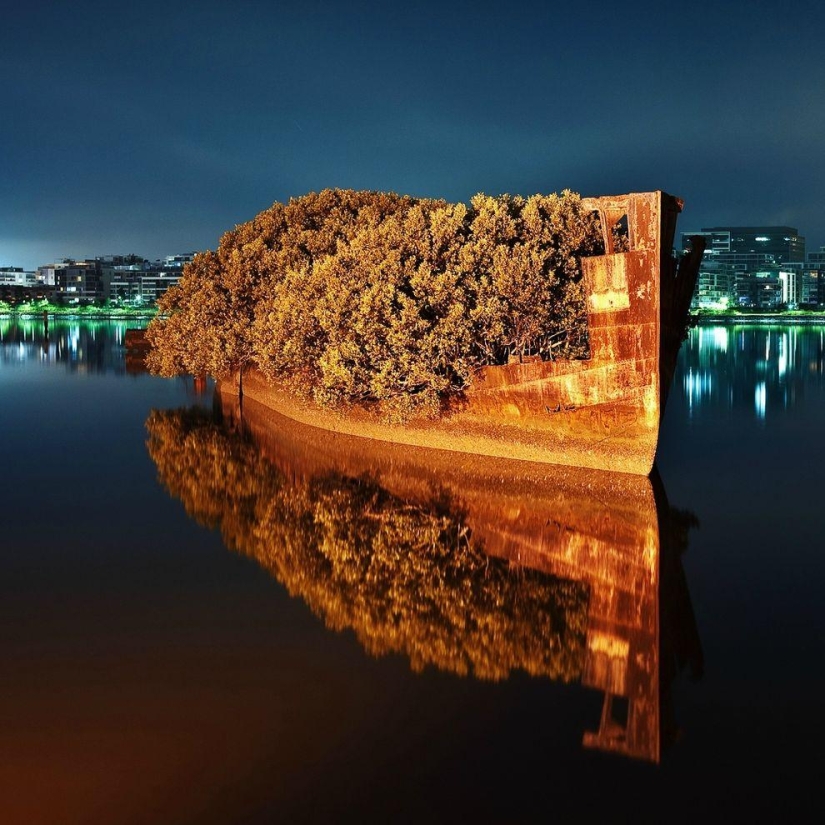 Abandoned ship SS Ayrfield - floating mangrove forest Abandoned ship SS Ayrfield - floating mangrove forest