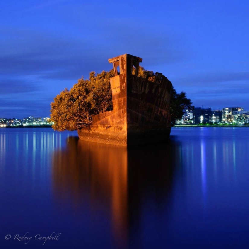 Abandoned ship SS Ayrfield - floating mangrove forest Abandoned ship SS Ayrfield - floating mangrove forest