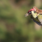 About how the woodpecker rolled caress