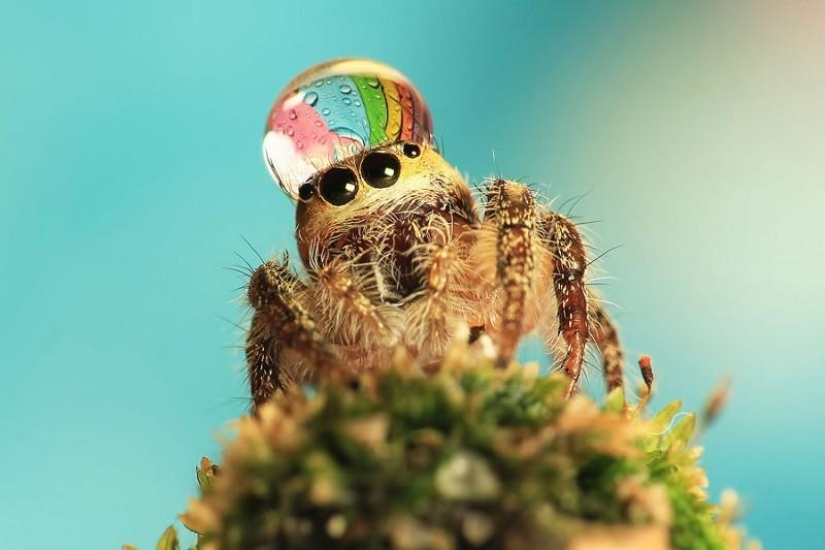 Adorable spiders in hats made of water
