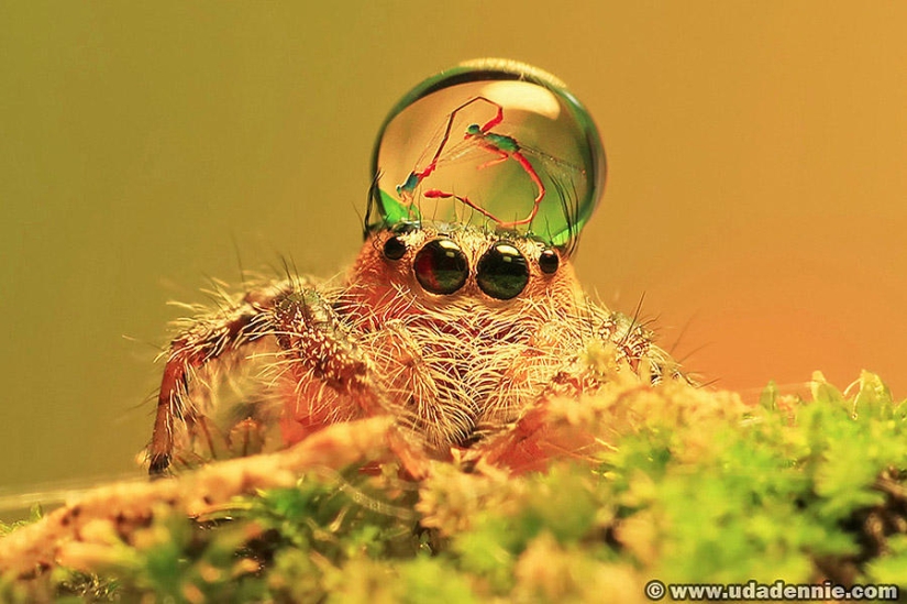 Adorable spiders in hats made of water