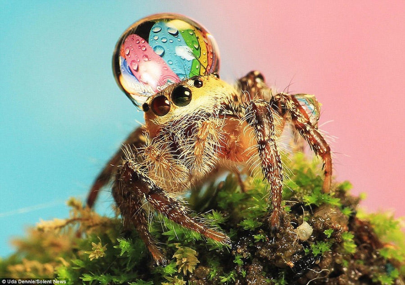 Adorable spiders in hats made of water