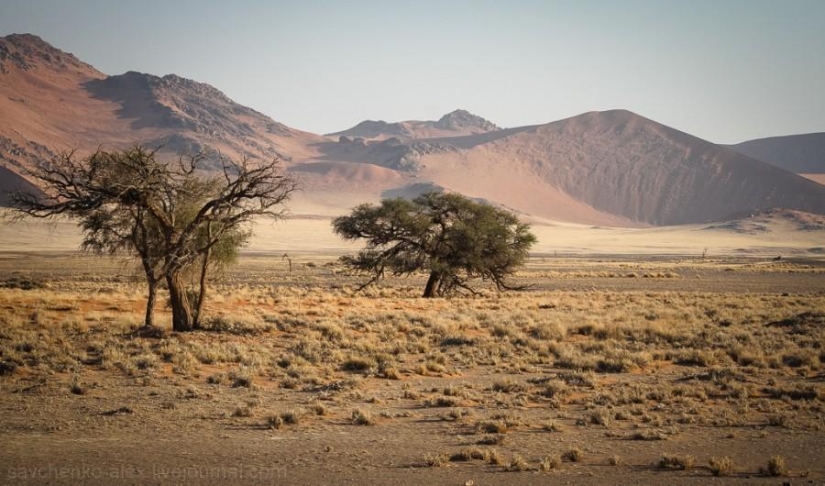 Africa. Namibia. Namib Desert - Sossusvlei