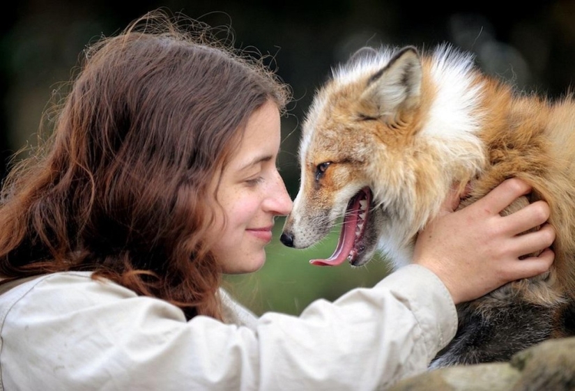 After he was rescued, this fox cub decided to become a real faithful dog