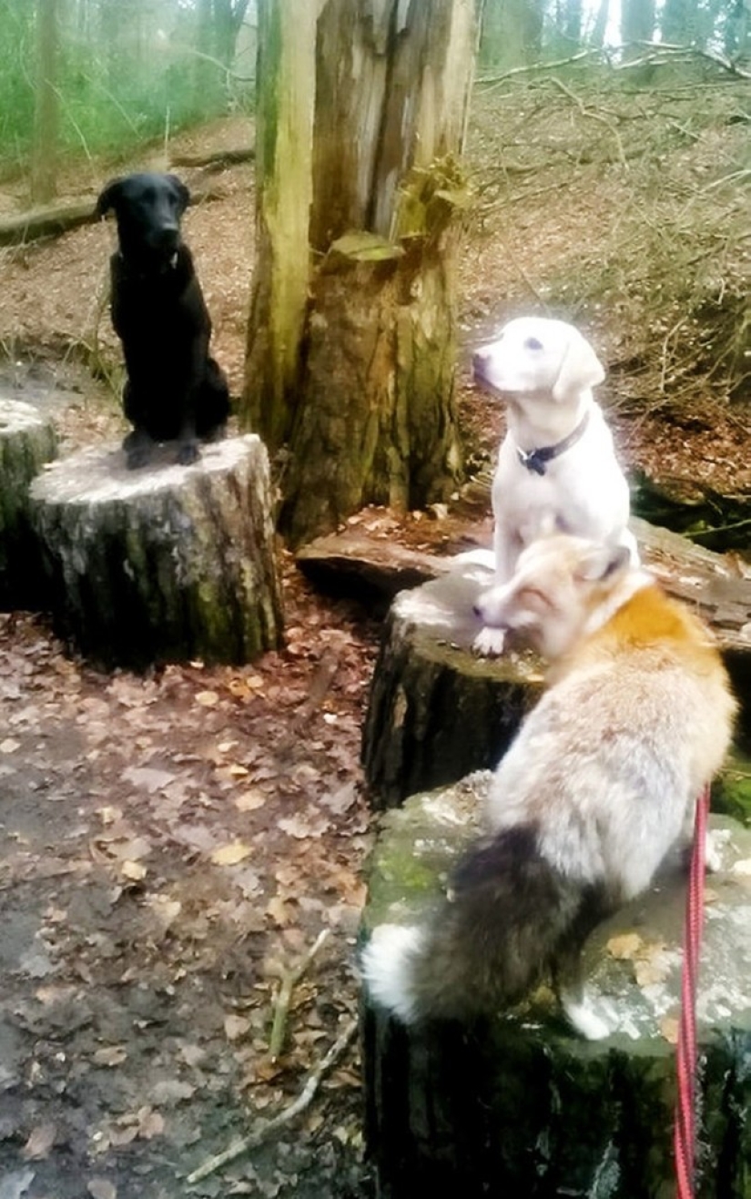 After he was rescued, this fox cub decided to become a real faithful dog