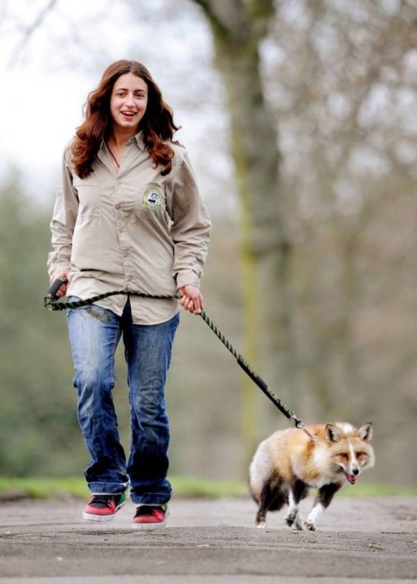 After he was rescued, this fox cub decided to become a real faithful dog