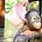 Agua-agua, lávame la cara: bañar a un bebé orangután