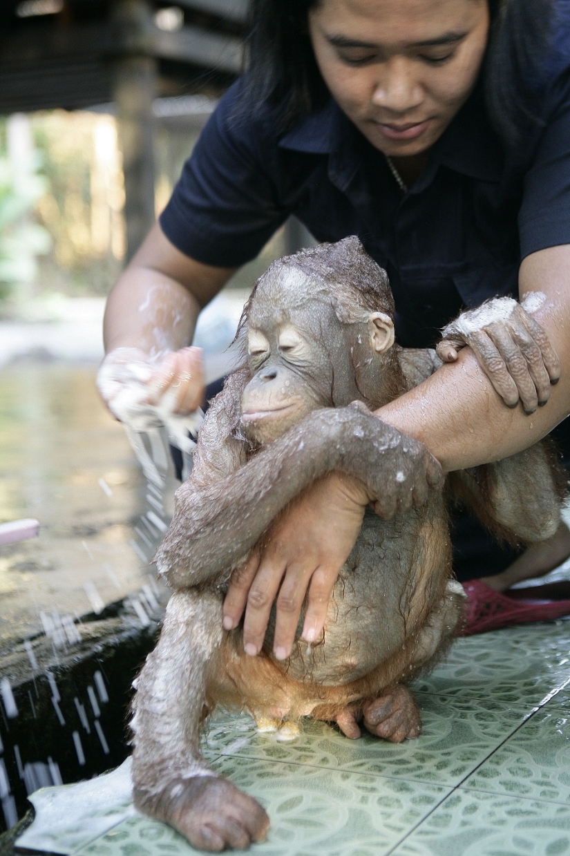 Agua-agua, lávame la cara: bañar a un bebé orangután Agua-agua, lávame la cara: bañar a un bebé orangután