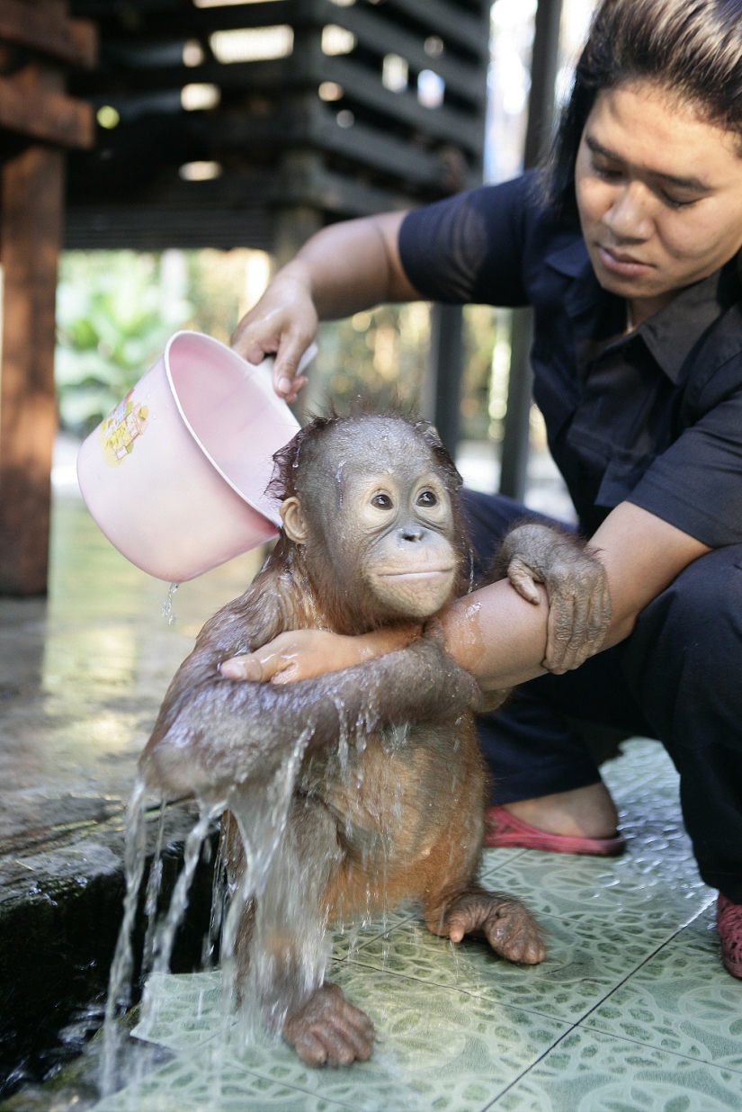 Agua-agua, lávame la cara: bañar a un bebé orangután Agua-agua, lávame la cara: bañar a un bebé orangután